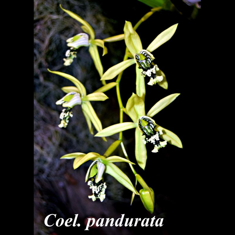 Coel. pandurata mounted in bloom.